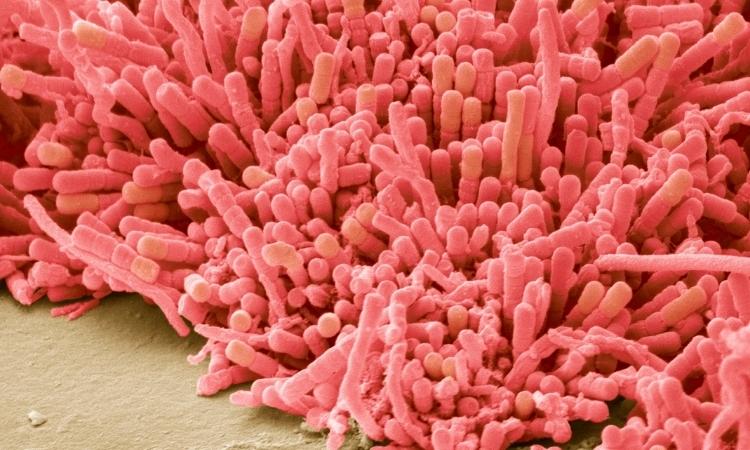 Biofilm microbico osservato al microscopio, per illustrare probiotici e biofilm