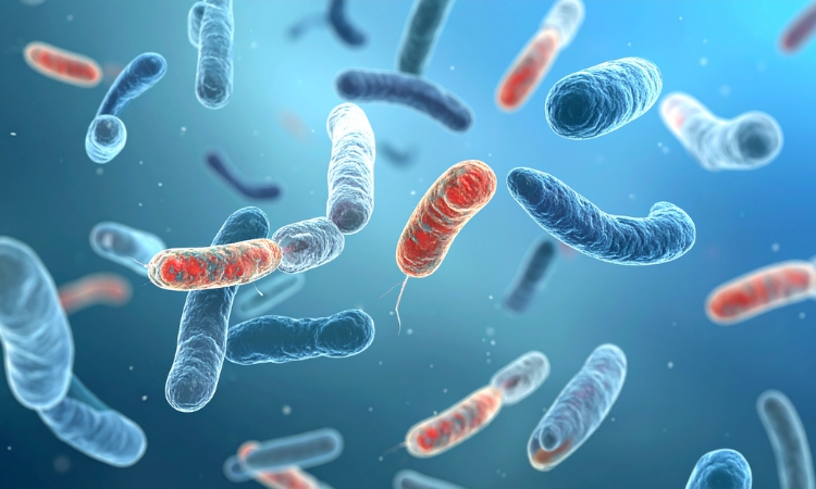 Illustrazione tridimensionale di diversi batteri del microbiota, per illustrare cross-feeding tra lattobacilli vaginali