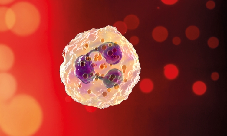 Cellula immunitaria in una rappresentazione scientifica, per illustrare immunopatogenesi della candidosi vaginale